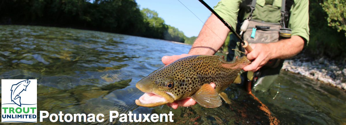 Brown Trout